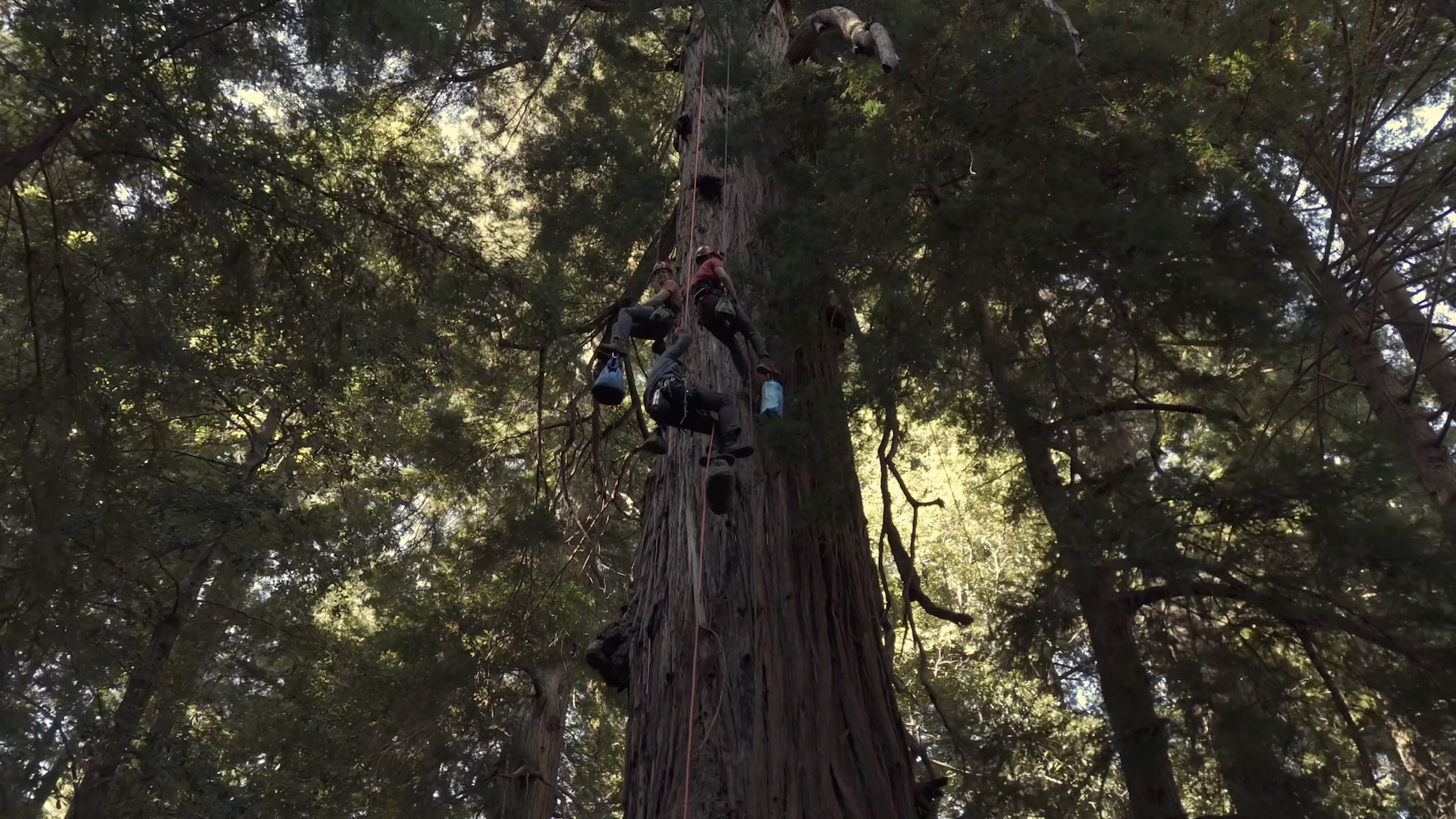 Genelecとトーマス